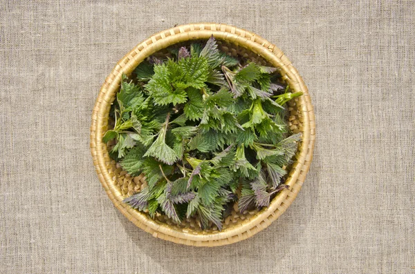 Fresh spring nettle sprouts in basket — Stock Photo, Image