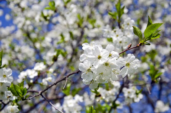 Frühling Kirschbaum blüht am Himmel Hintergrund — Stockfoto