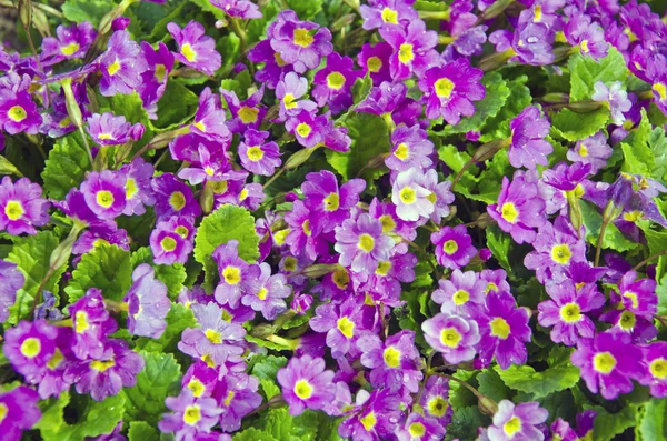 Цветные весенние цветы в саду — стоковое фото