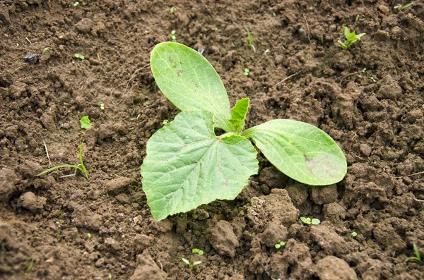 Frischer Frühlingskürbisspross auf Gartenboden — Stockfoto