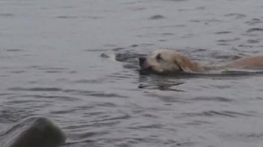 köpek sopa denizden su alma.