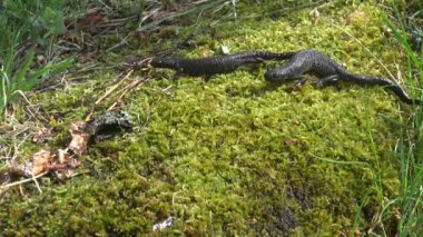 İki büyük tepeli Newt (Triturus cristatus) üzerinde yosun