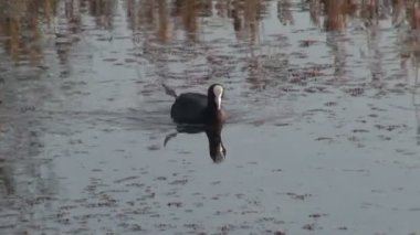 Göl kenarında Avrasya Sakarmeke (Fulica atra)