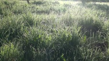 çiğ yaz çimenlerin üzerinde