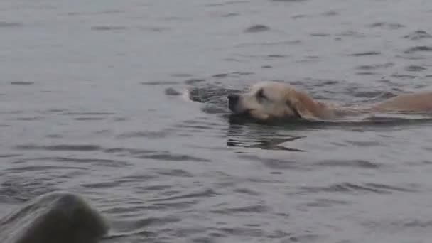 Hond stok uit zee water halen — Stockvideo