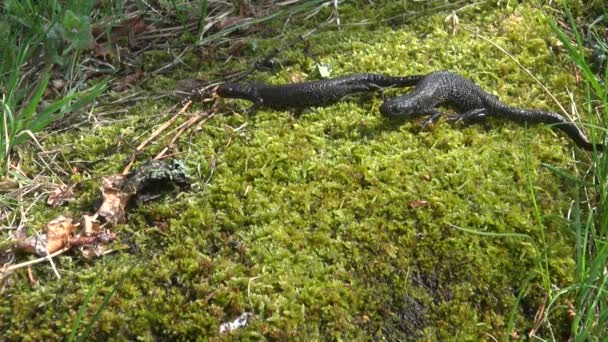 Två stora Crested Newt (Triturus cristatus) på moss — Stockvideo