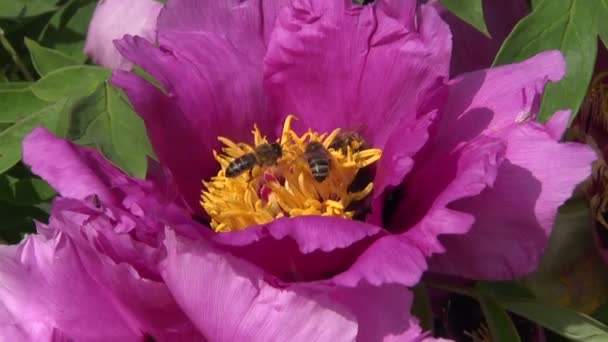 Linda flor de peônia e abelha — Vídeo de Stock