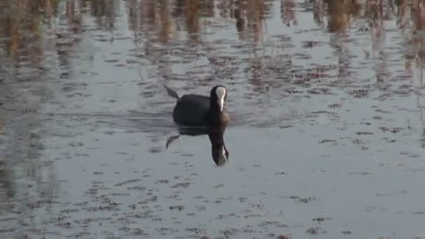 欧亚白骨 (玛瑙 atra) 在湖上 — 图库视频影像