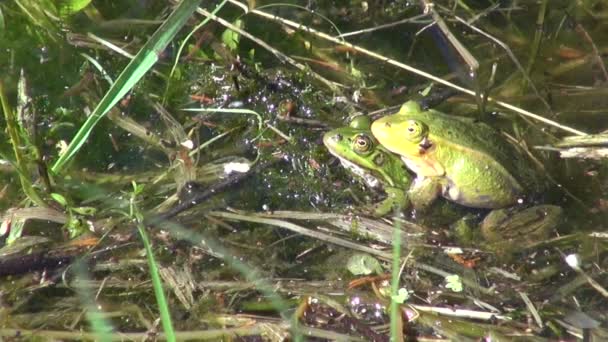 Par de ranas de agua (Rana lessonae) en estanque de primavera — Vídeo de stock