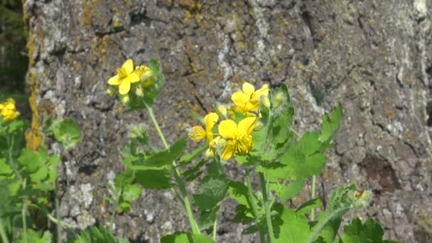 Blooming celandine ( Chelidonium majus) medical herb — Stock Video