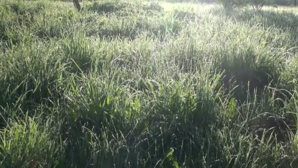 Orvalho da manhã na grama de verão — Vídeo de Stock