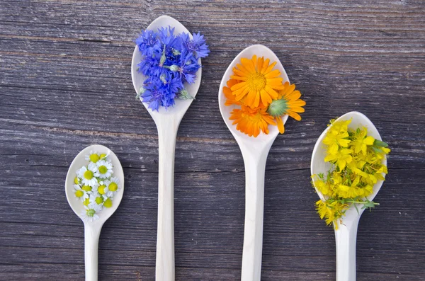 tahta kaşıklar içinde çeşitli taze tıbbi bitkiler bloosoms