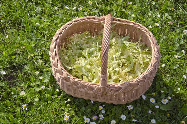 Medical linden flowers harvest basket on summer grass — Stock Photo, Image