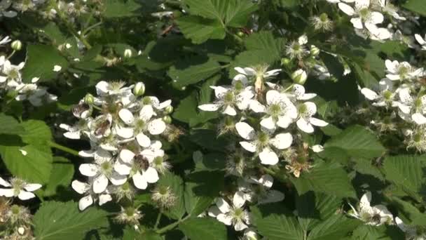Zarzamora blanca florece en el viento y la abeja — Vídeo de stock