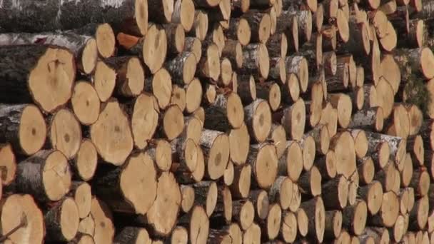 Large stack fresh cut birch and pine logs — Stock Video