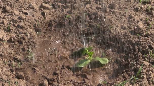Annaffiamento piantina di zucca fresca in giardino con annaffiatoio — Video Stock