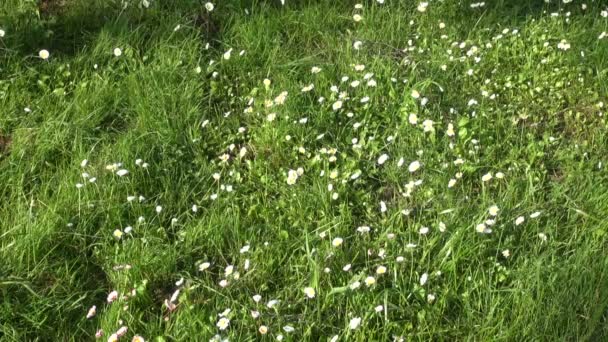 Cutting grass with power tool lawn trimmer mower — Stock Video