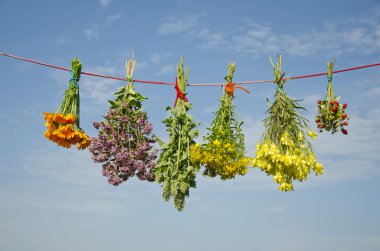 6 çeşitli tıbbi otlar giyim ipte demet