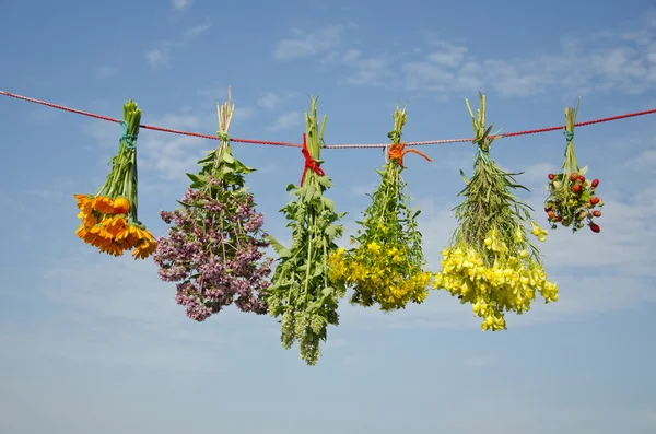 Six various medical herbs bunches on clothes string — Stock Photo, Image