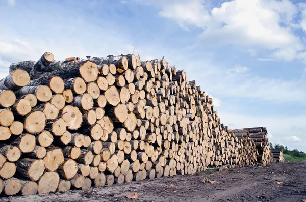 Cut tree logs stack on field — Stock Photo, Image