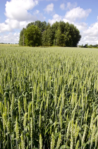 Grünes frisches Weizenfeld im Hochsommer — Stockfoto