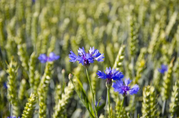 Flores de milho de verão azuis no campo de trigo — Fotografia de Stock