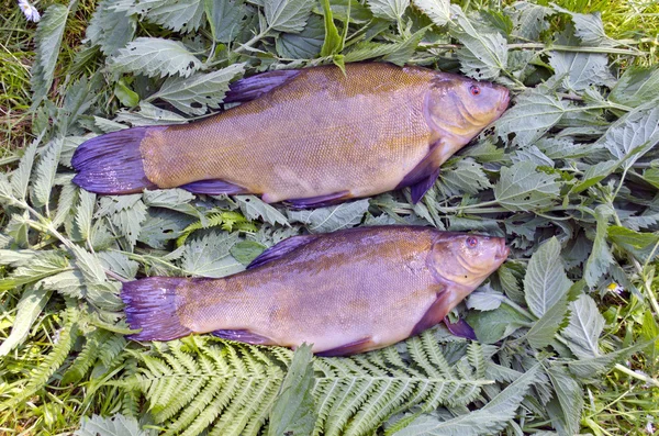 Due tinca fresca dopo la pesca su erba ortica — Foto Stock