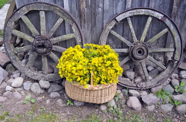 St John?s wort medical flowers in basket and old carriage wheels — Stock Photo, Image