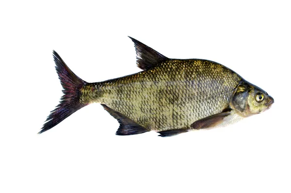 Big fresh fish bream isolated on white — Stock Photo, Image