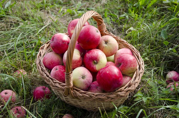 Fresh summer end healthy apple in wicker basket Stock Picture