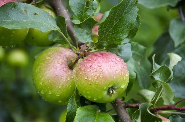 Dois orvalho maçã fresca no ramo da árvore no jardim — Fotografia de Stock