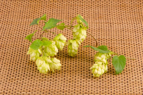 Rama de planta de lúpulo con conos sobre fondo de madera — Foto de Stock