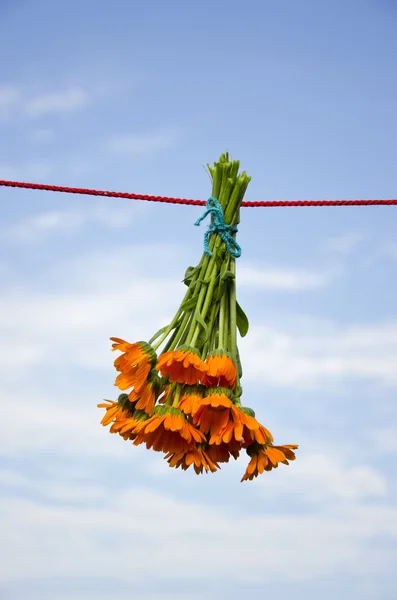 Erva médica calêndula flores monte pendurado na corda — Fotografia de Stock