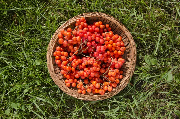 Red rowan berry in wicker plate on garden grass — Stok Foto