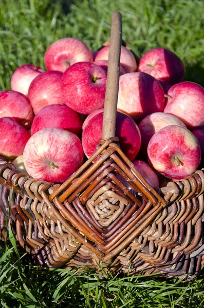 Sweet summer apple in wicker basket — Stock Photo, Image