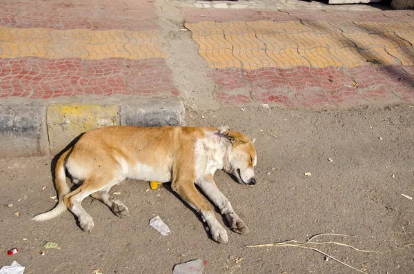Σκυλί που κοιμούνται στο δρόμο στην Ινδία — Φωτογραφία Αρχείου