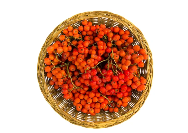 Wicker wooden plate wit rowan berry isolated on white — Stock Photo, Image