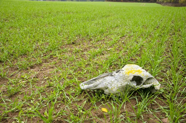 Farm field landcsape with crop and horse cranium — Stock Photo, Image