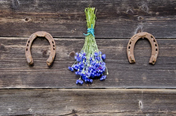 Cornflower fresco monte na parede e duas ferraduras — Fotografia de Stock