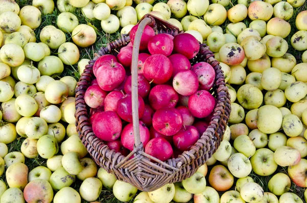 Apple in vintage basket and on garden grass — Stock Photo, Image