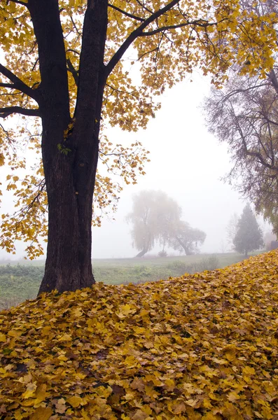 Hermoso paisaje otoñal con hojas y niebla matutina — Foto de Stock