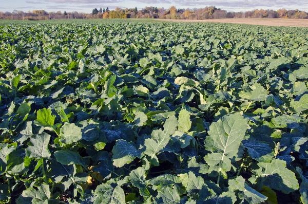 Verkrachting koolzaad landbouw veld in de herfst — Stockfoto