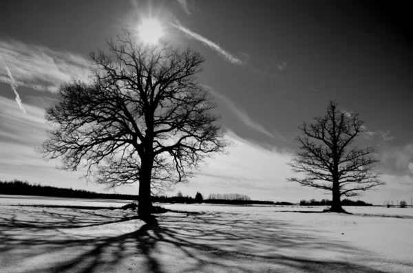 Два дуба на зимнем поле — стоковое фото