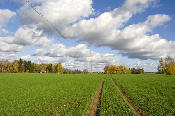 Herbstbauernhof mit grüner Getreideernte und Traktorspuren — Stockfoto