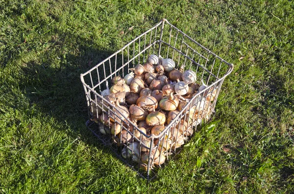 Cebollas y ajo en caja de metal —  Fotos de Stock