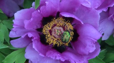 Şakayık çiçeği güzel beetle (Cetonia aurata)
