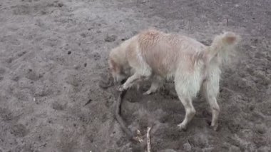 Deniz Sahil kumu ile sopa üzerinde ıslak tüylü köpek