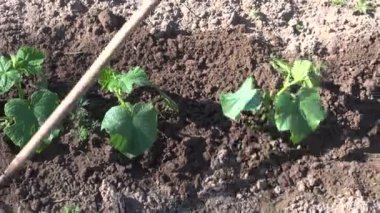 Bahar bahçe salatalık fidan ayıklayacaktır