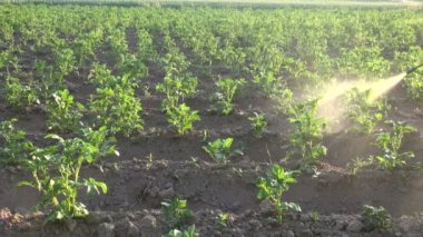 Çiftçi tarım ilaçları patates sahada püskürtme