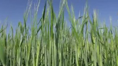 Taze genç yaz arpa kulaklara gökyüzü arka plan